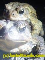 /home//u458753944/public_html/sourcegallery/////Roxborough Toad Detour/2013-2019/2013/2013-04-09/P1120081.JPG